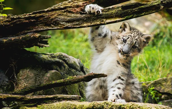 Grass, pose, kitty, stone, paw, snag, snow leopard, tree