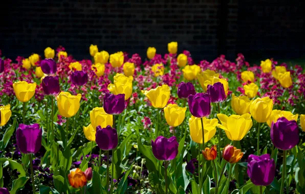 Picture light, flowers, the dark background, wall, tulips, flowerbed, different, a lot