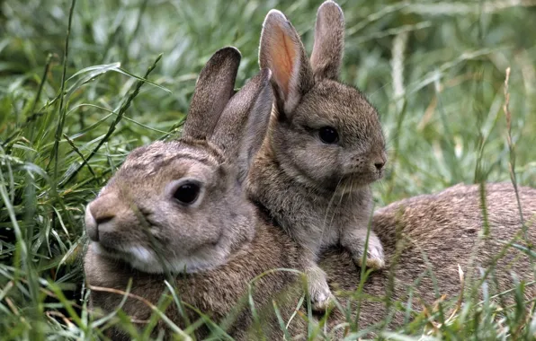 Grass, rabbits, rabbit, rabbit
