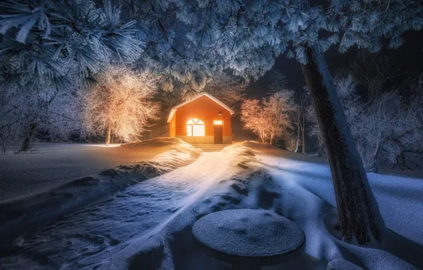 Winter, frost, snow, trees, night, branches, tree, lighting