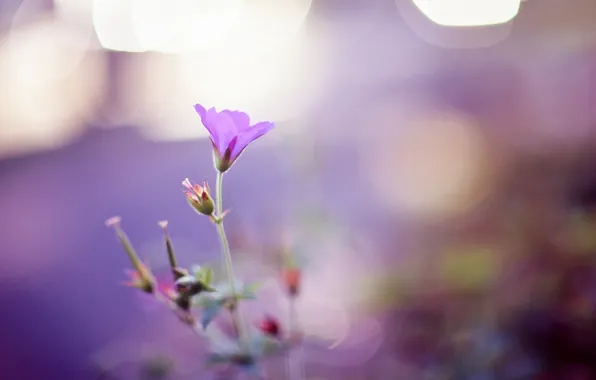 Flower, tenderness, petals, bokeh