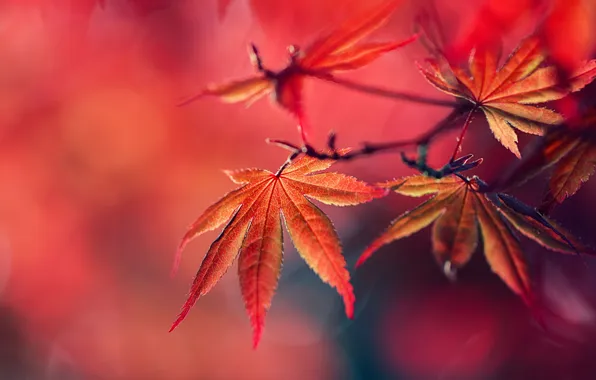Autumn, leaves, nature