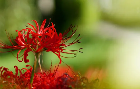 Flower, macro, blur, radiata, Lycoris