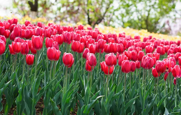 Flowers, spring, tulips, pink, bright, flowerbed
