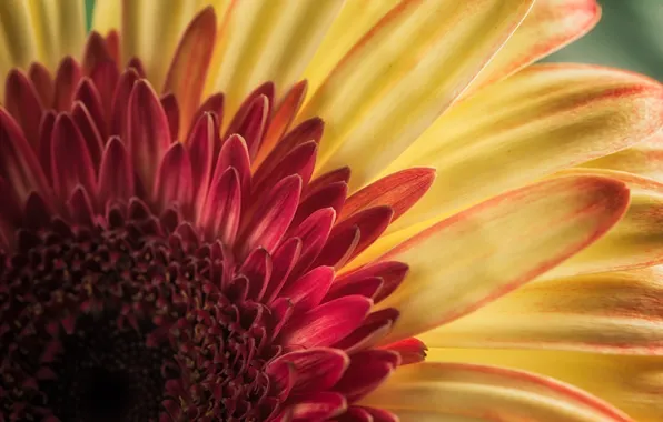 Macro, petals, gerbera