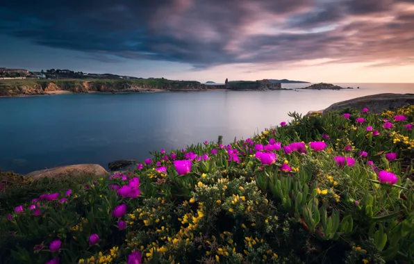 Sea, the sky, clouds, flowers, yellow, stones, shore, beautiful