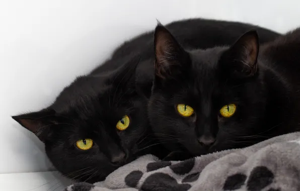 Cat, cat, look, face, comfort, background, black, two