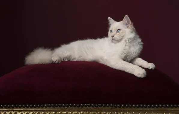 Cat, white, look, pose, comfort, kitty, legs, lies