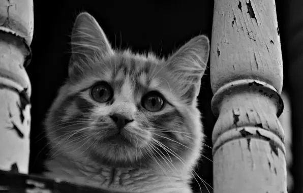 Cat, eyes, mustache, look, face, black and white