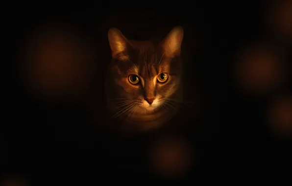 Cat, cat, look, face, light, portrait, black background, bokeh