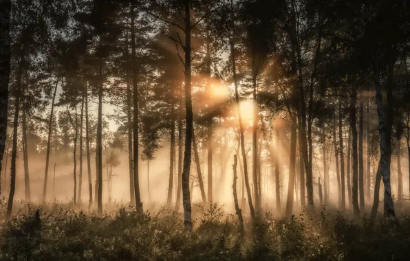 Picture forest, the sun, rays, trees, fog