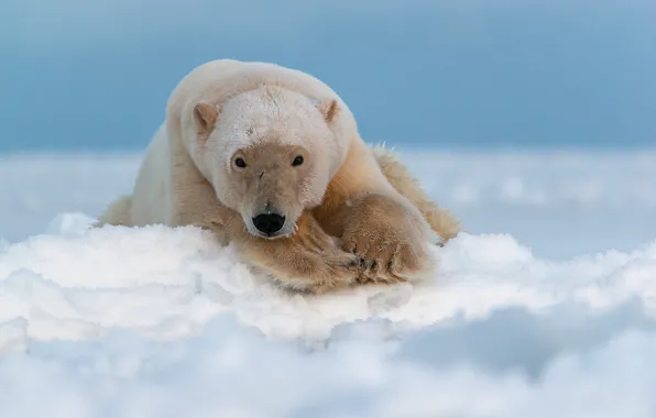 Picture look, face, snow, polar bear, polar bear, Arctic, Chukotka, Maxim Deminov