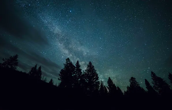 Forest, the sky, stars, night, the milky way