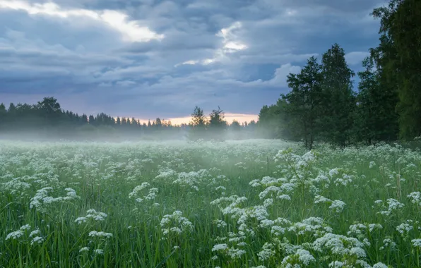 Picture field, forest, the sky, grass, clouds, fog, the edge