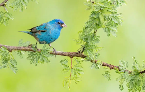 Branches, blue, bird, blue, green background, blue, sancopy cardinal