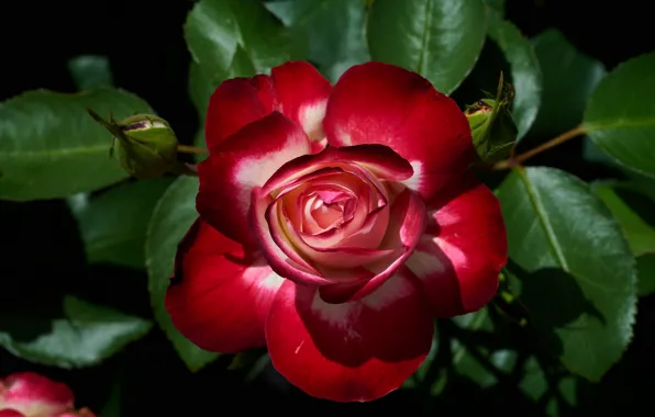 Leaves, macro, roses, petals, buds