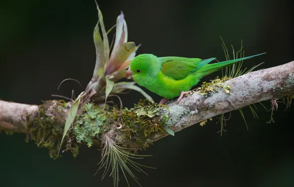 Picture background, bird, branch, parrot, Tirica