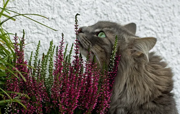 Cat, grass, flowers, grey, fluffy