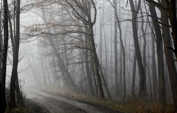 Picture road, forest, fog, spring, morning