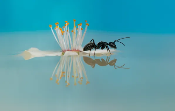 Flower, water, reflection, ant