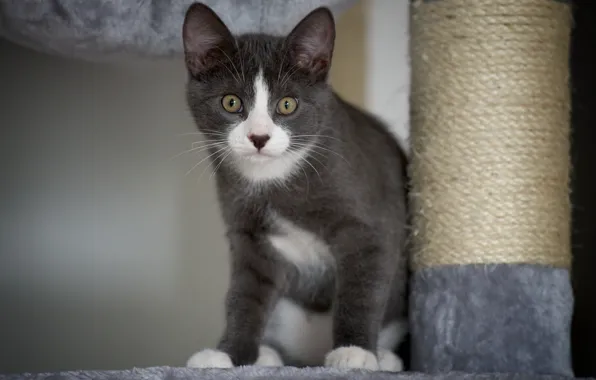 Look, eyes, cat