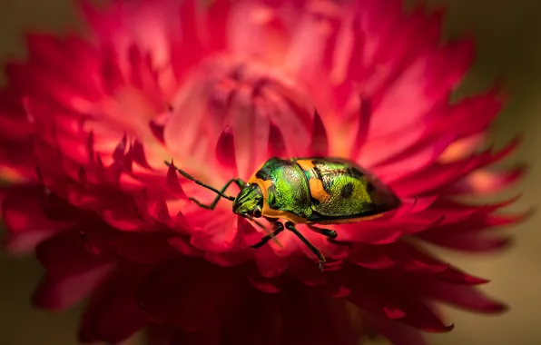 Flower, macro, red, green, beetle, blur, petals, insect