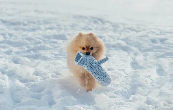 Winter, snow, nature, the game, dog, running, the snow, walk