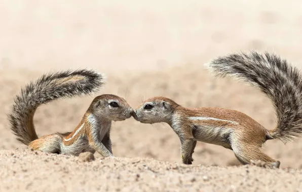 Picture Africa, rodent, Transfrontier Park Kgalagadi, wood squirrel