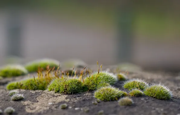 Moss, blooms, blur. stone