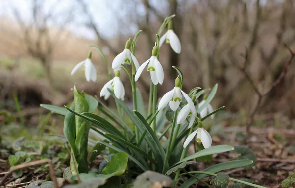 Grass, leaves, flowers, nature, spring, snowdrops, white, buds