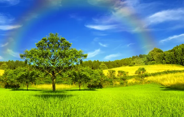 Trees, heaven, rainbow, sunlight, Golden meadow