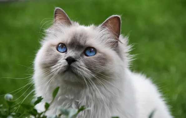 Cat, blue eyes, fluffy