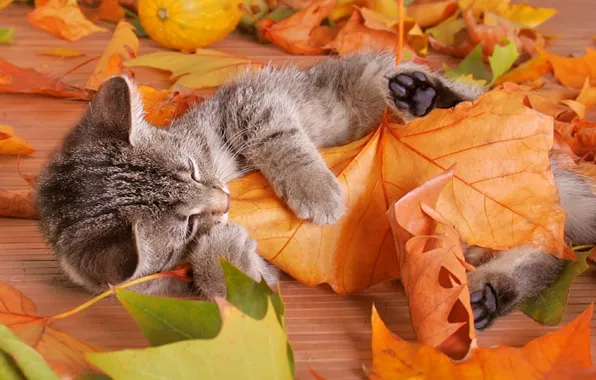 Leaves, Kitty, striped, plays