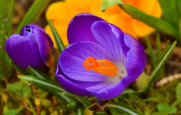 Crocuses, Crocuses, Purple flowers, Purple flowers