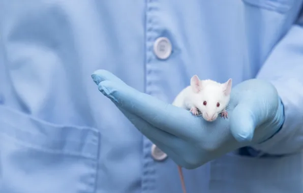Gloves, latex, scientist, lab mouse