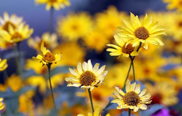 Summer, flowers, yellow, blur