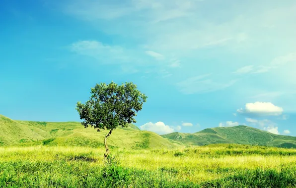 Picture field, summer, nature, grass, sky, tree, hills, ittle tree