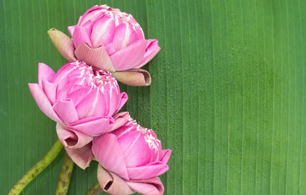 Picture flowers, pink, Lotus, buds, pink, flowers, lotus