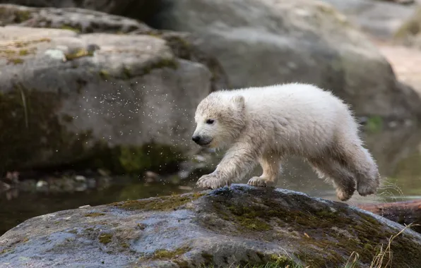 White, squirt, wet, stone, bear