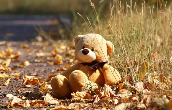 Autumn, toy, bear, leaves, weed