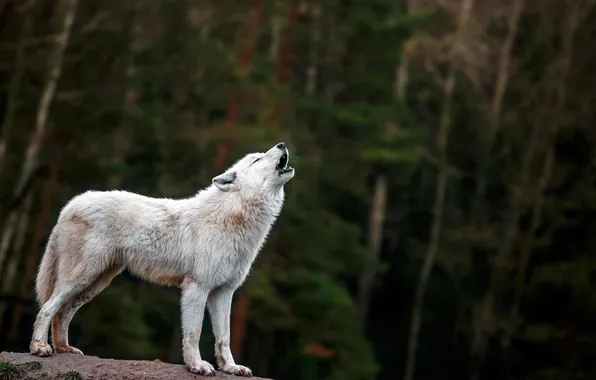 Nature, face, animal, wolf, wildlife, head, fur, mammal