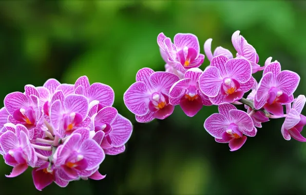 Macro, orchids, exotic