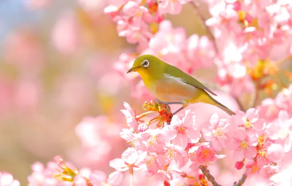 Branches, bird, spring, Sakura, flowering, Japanese white-eye