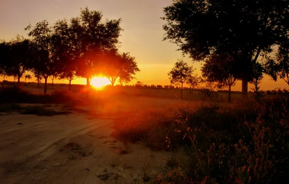 Picture road, the sun, trees, sunset, nature, photo, dawn, Spain