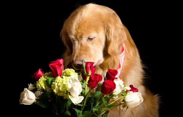 Picture face, flowers, red, roses, bouquet, red, white, black background