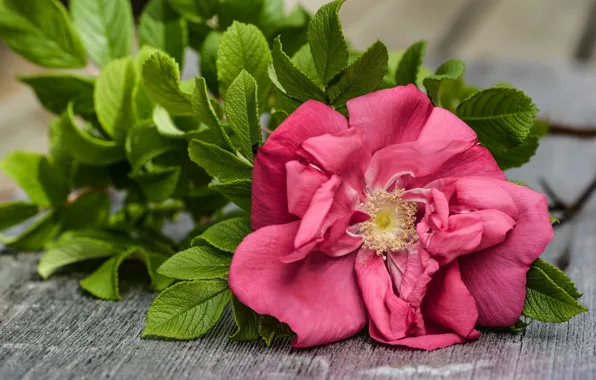 Pink, Background, Rose, Wild, Bloom, Wooden, Strap