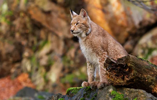 Picture autumn, stones, log, lynx, sitting, bokeh