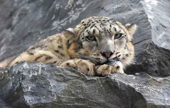 Picture look, face, stones, portrait, paws, lies, IRBIS, snow leopard