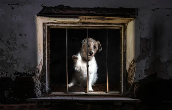 House, each, dog