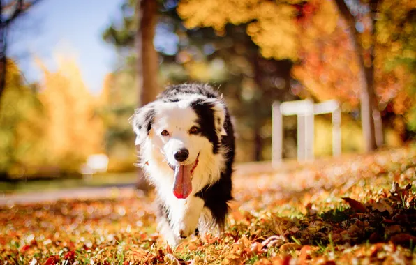 Picture autumn, each, dog